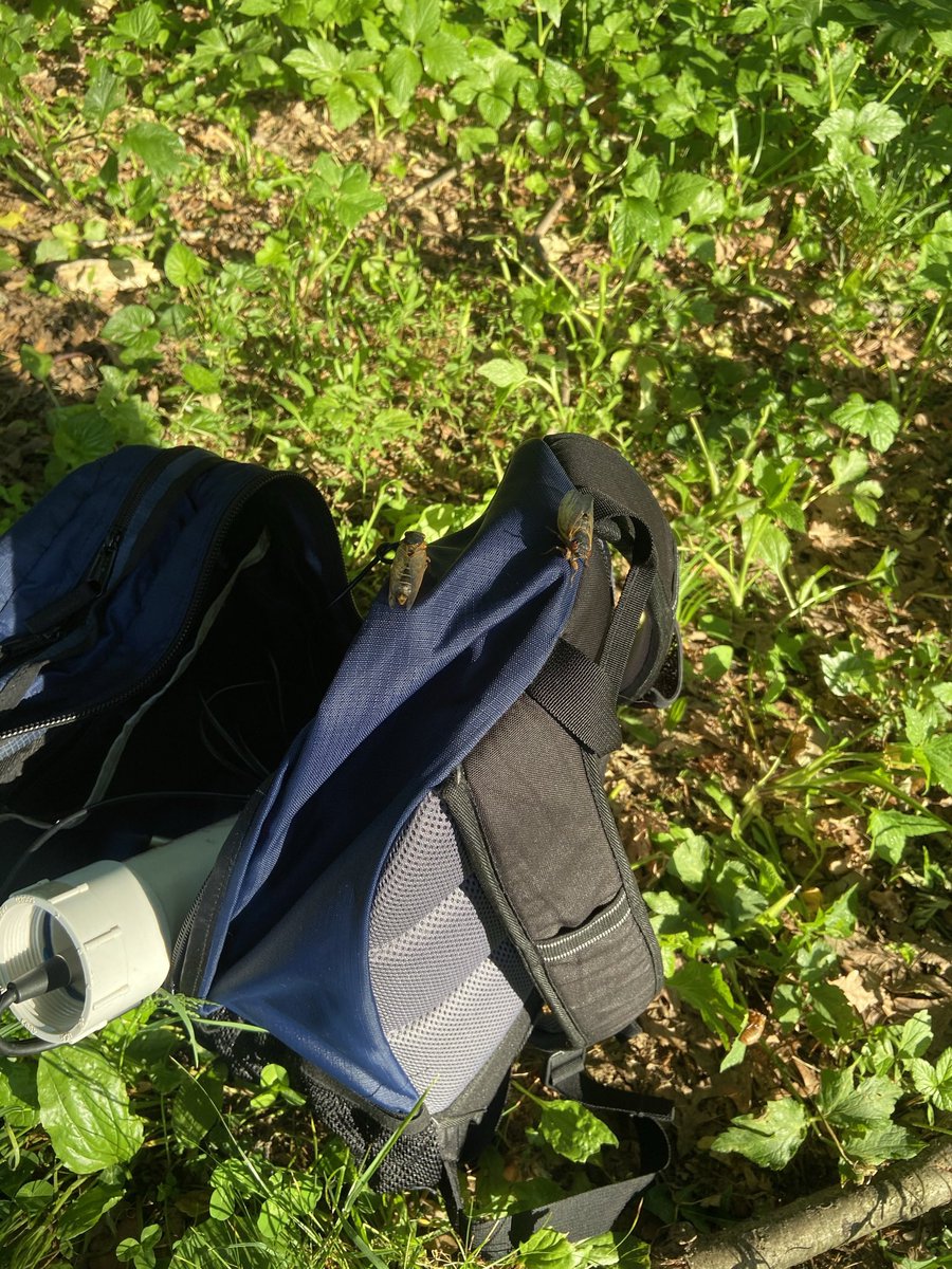 I brought some interesting hitchhikers in from the field today. I will take some #broodx cicadas any day over the ticks from last week! Today was the first day I could hear cicadas calling and they have emerged in high numbers across DC. 

#cicadas #CicadaWatch2021 #fieldwork