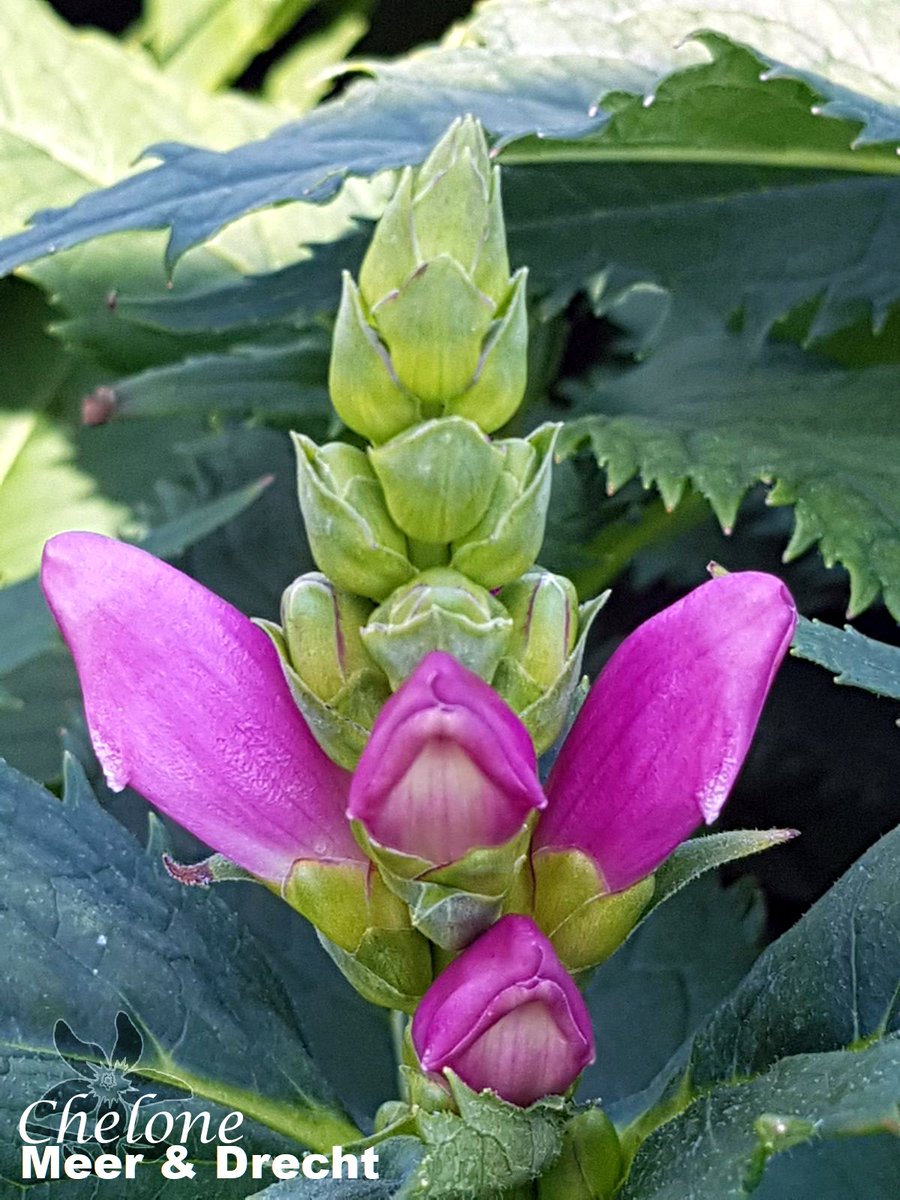 summerflowersNL's tweet image. De naam Chelone betekent letterlijk (land)schildpad. Deze naam is best te verklaren, omdat de bloemen van deze plant precies op de kop van een schildpad lijken. In Nederland heet deze bloem dan ook schildpadbloem.

#TurtleDay #Summerflowers #Chelone