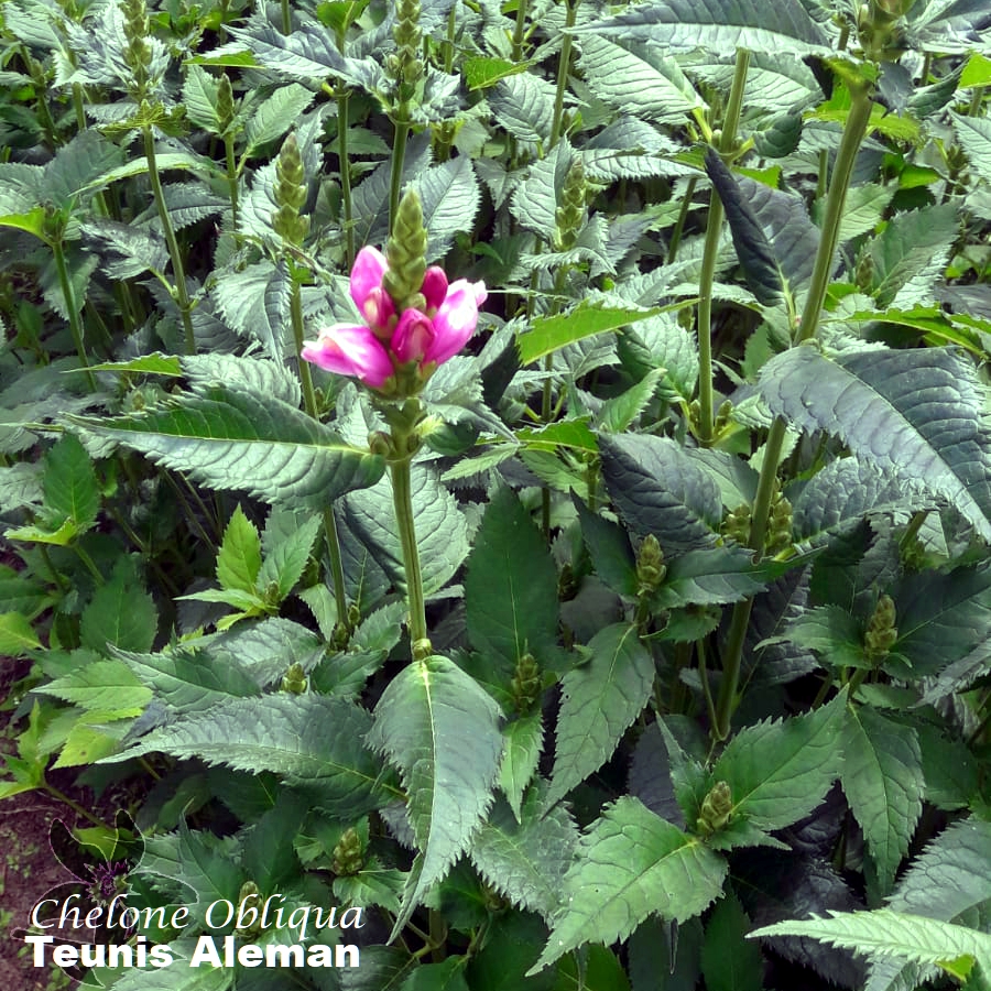 summerflowersNL's tweet image. De naam Chelone betekent letterlijk (land)schildpad. Deze naam is best te verklaren, omdat de bloemen van deze plant precies op de kop van een schildpad lijken. In Nederland heet deze bloem dan ook schildpadbloem.

#TurtleDay #Summerflowers #Chelone