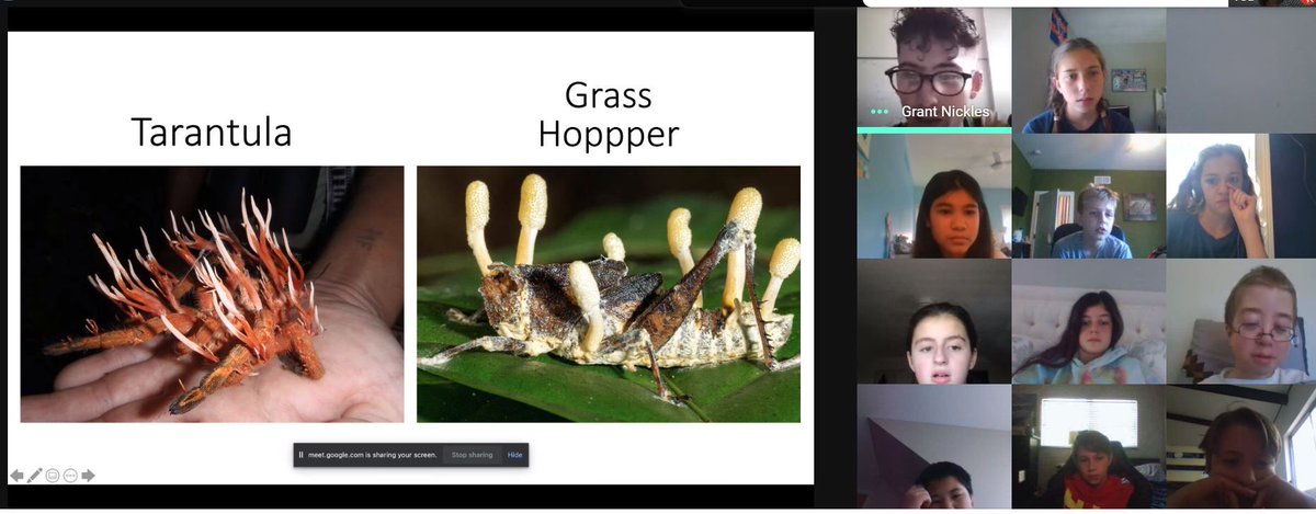 KlostermanMegan's tweet image. 6th grade BVA students had the pleasure of having a guest speaker today! Grant is getting his PhD in Cellular and Molecular biology and shared his awesome fungi with us! #futurescientists  #ihpromise @IHMiddle @BraveVirtual