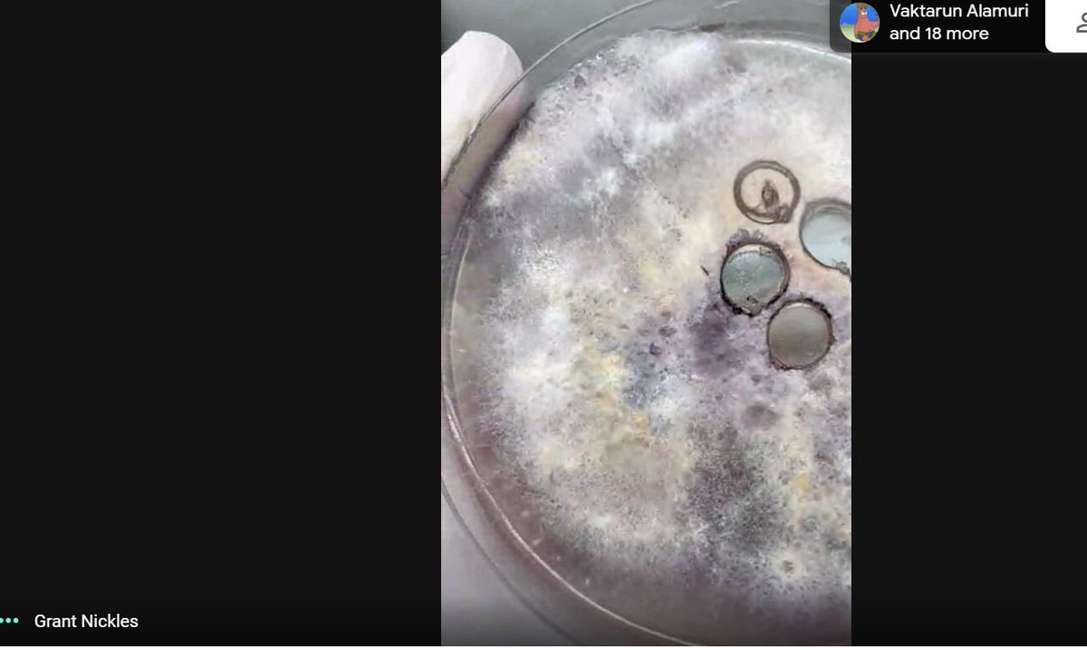 KlostermanMegan's tweet image. 6th grade BVA students had the pleasure of having a guest speaker today! Grant is getting his PhD in Cellular and Molecular biology and shared his awesome fungi with us! #futurescientists  #ihpromise @IHMiddle @BraveVirtual