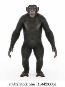 barmare_yusuf's tweet image. #DildoModiKo
Chimpanzee.           ChimPaaji