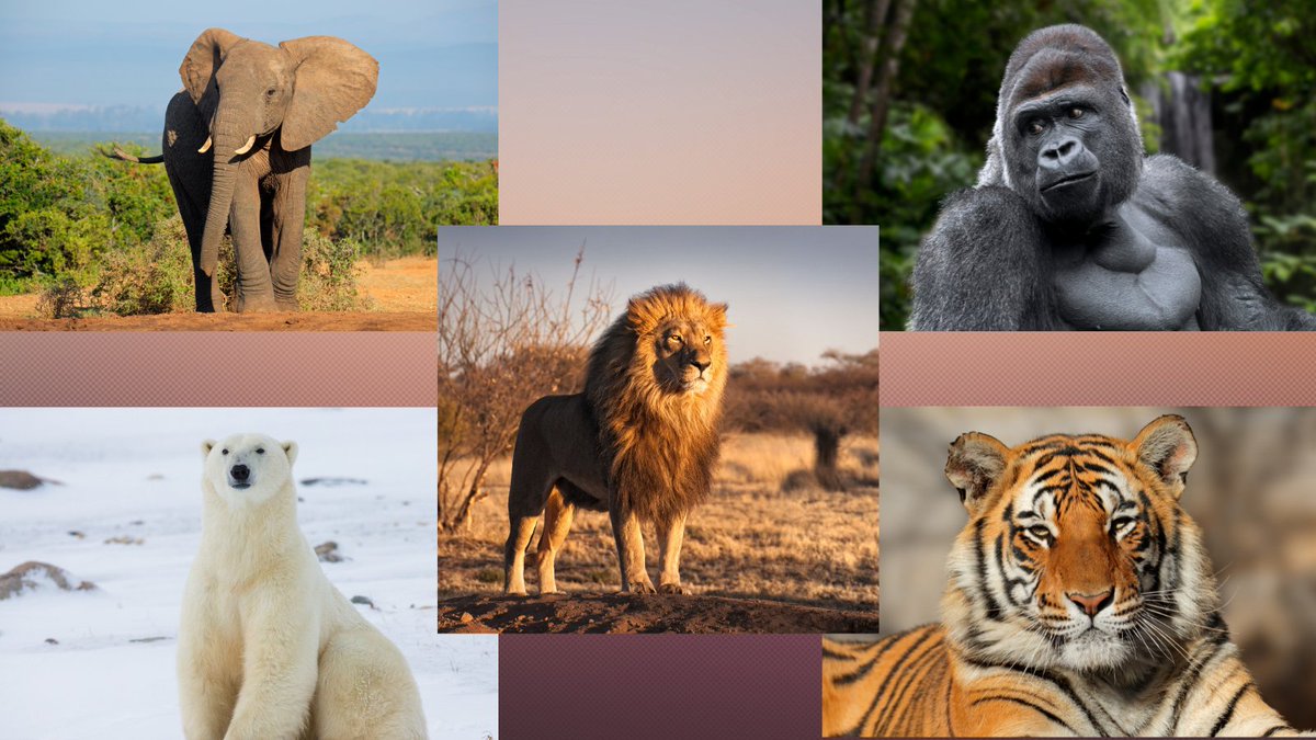 The term "Big Five" was first coined to refer to animals that trophy hunters in Africa considered the most dangerous to hunt on foot. Now, the "New Big 5" celebrates animals' lives rather than their deaths and aims to use photography to inspire #conservation. <a href="/newbig5project/">@newbig5</a>