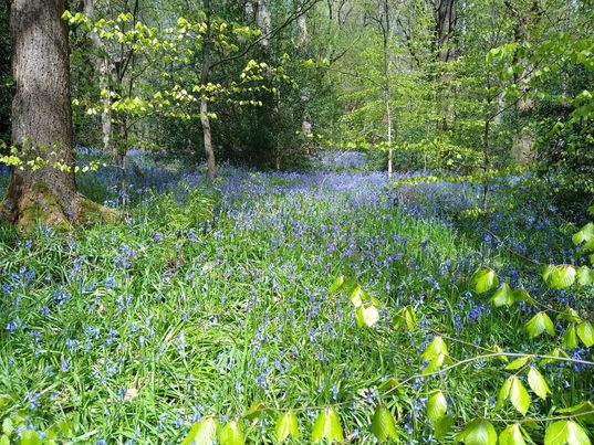 WoodlandCoffee's tweet photo. ππPhotos here in @Ecclesallwoods.
There really are some lovely carpets of #Bluebells in The #Woods this year.
See Them While You Can ...........
We Open in @Ecclesallwoods Tues-Sun / 10am-4pm. #Takeaway & Limited Seating / Queue #2MetresApart.
@ParksSheffield #SheffEvents https://t.co/ML7oZXchwL