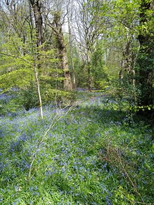WoodlandCoffee's tweet photo. ππPhotos here in @Ecclesallwoods.
There really are some lovely carpets of #Bluebells in The #Woods this year.
See Them While You Can ...........
We Open in @Ecclesallwoods Tues-Sun / 10am-4pm. #Takeaway & Limited Seating / Queue #2MetresApart.
@ParksSheffield #SheffEvents https://t.co/ML7oZXchwL