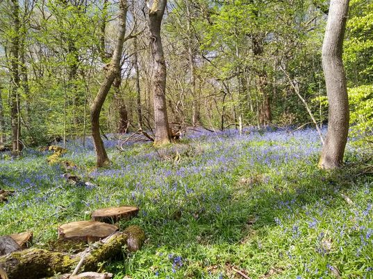 WoodlandCoffee's tweet photo. ππPhotos here in @Ecclesallwoods.
There really are some lovely carpets of #Bluebells in The #Woods this year.
See Them While You Can ...........
We Open in @Ecclesallwoods Tues-Sun / 10am-4pm. #Takeaway & Limited Seating / Queue #2MetresApart.
@ParksSheffield #SheffEvents https://t.co/ML7oZXchwL