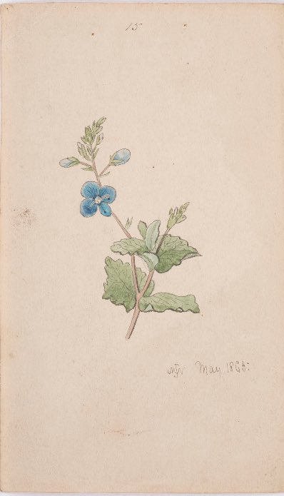 manxheritage's tweet photo. It’s #OnlineArtExchange time! Today’s theme is #WorldBeeDay 🐝 That’s why we’ve chosen to share some sketches of #flowers by Manx artist John Nicholson, 1865.
Bee lovers! Check out our bees at the #GroveMuseum next time you visit.
📸 https://t.co/pL3DYEQxIt https://t.co/jnKteWCewf