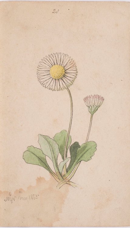 manxheritage's tweet photo. It’s #OnlineArtExchange time! Today’s theme is #WorldBeeDay 🐝 That’s why we’ve chosen to share some sketches of #flowers by Manx artist John Nicholson, 1865.
Bee lovers! Check out our bees at the #GroveMuseum next time you visit.
📸 https://t.co/pL3DYEQxIt https://t.co/jnKteWCewf
