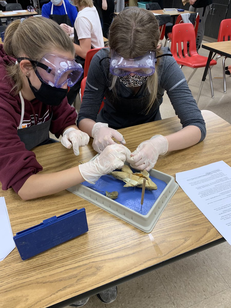 Henson18Renee's tweet photo. SJHS 8th grade science students get to have a little fun with dissection today! #SJHS #WeAreSikeston https://t.co/6VyW9FfMZc