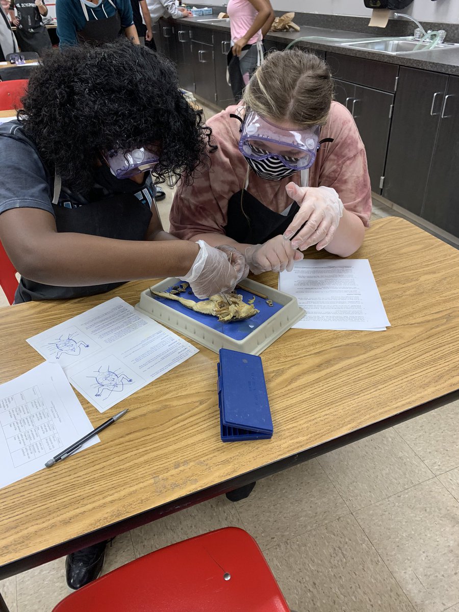 Henson18Renee's tweet photo. SJHS 8th grade science students get to have a little fun with dissection today! #SJHS #WeAreSikeston https://t.co/6VyW9FfMZc