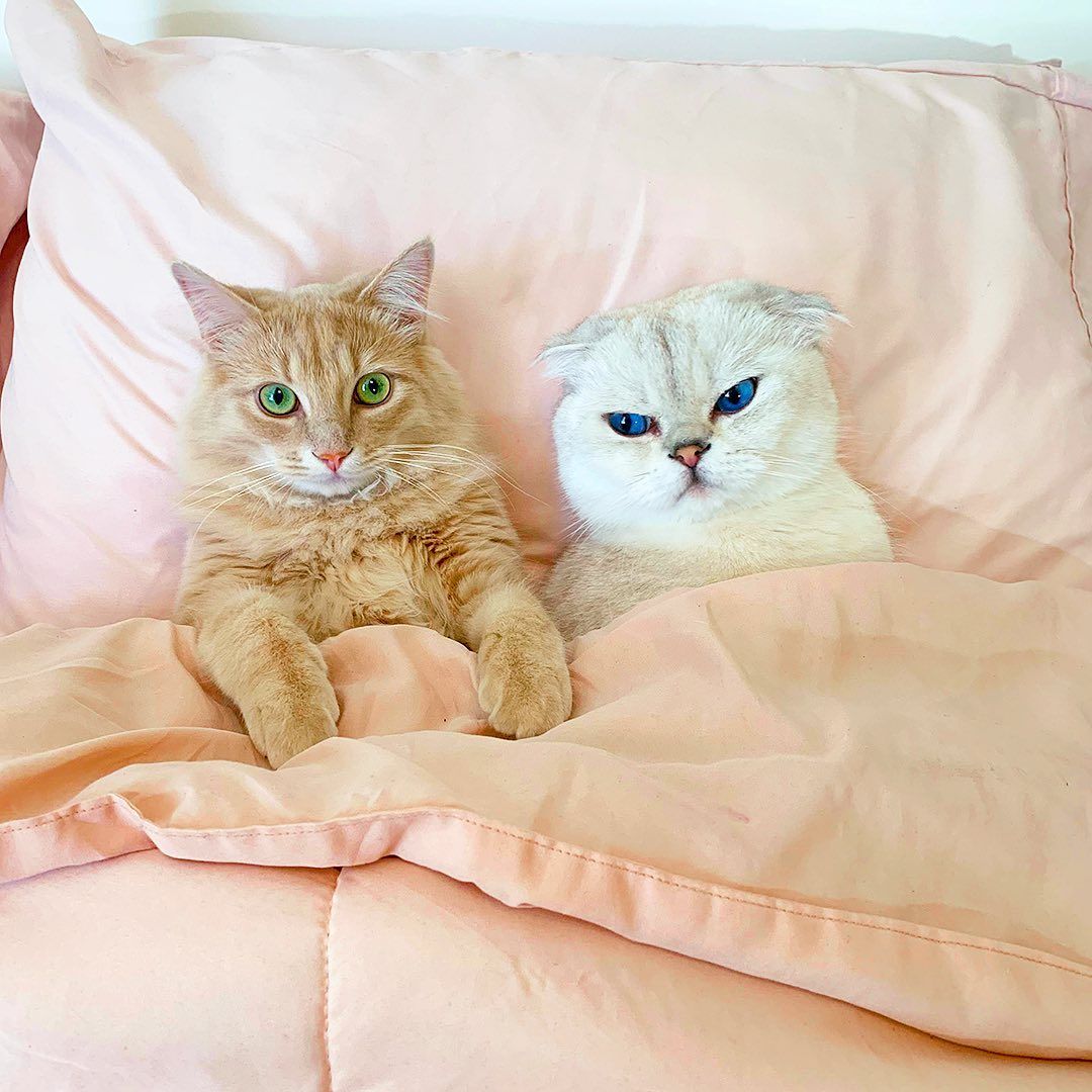 Meowed's tweet image. From @teddythefold 

When you’re trying to sleep, but your roommate starts snoring 

#meowed #meowedofficial #TheMeowedClub