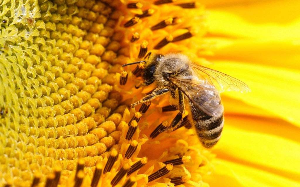 #DíaMundialDeLasAbejas🐝

Cómo las abejas son claves para identificar las graves consecuencias del cambio climático. ow.ly/XTRW30k5AML