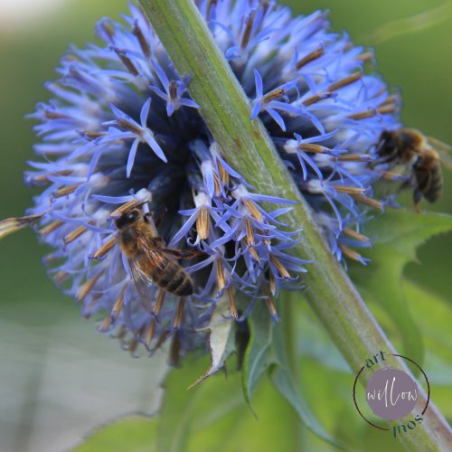 ArtWillowSoul1's tweet photo. Happy World Bee Day 🐝 #fineartphotography #prints #bees #worldbeeday #bees #photographer #wildlifephotography #flowers #flowersofinstagram #hampshireartist #WomeninBusiness #myvipcard @myvipcardhq @myvipcardnorthhants @madeinhampshire @fsb_uk @yellow_tuxedo https://t.co/m73sOie8A5