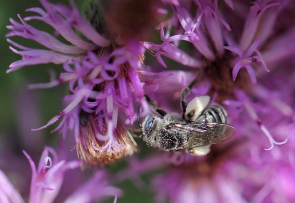 MDC_online's tweet photo. Happy #WorldBeeDay!
These powerful pollinators are responsible for 1 in 3 bites of food we take. "Bee" a friend and support Missouri's bees by planting native flowers and shrubs! https://t.co/NEQ4QHJBJ2 https://t.co/XuVuEj2eZP