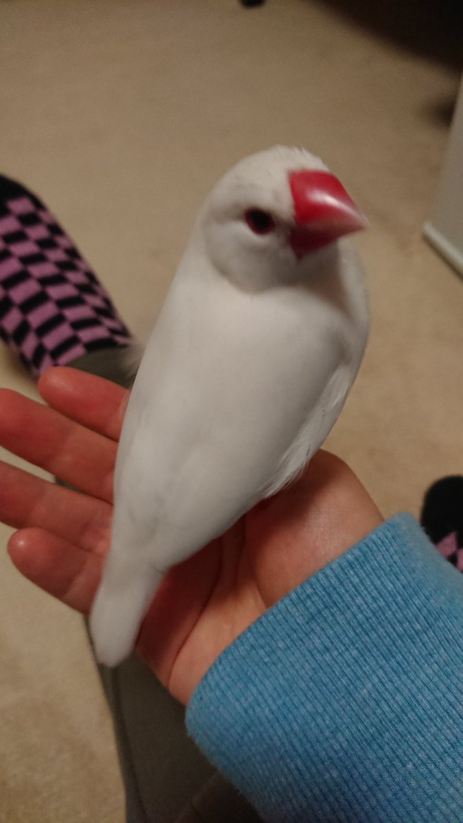 白文鳥まめ 見返り美人 動き早すぎてブレる 文鳥 白文鳥 かわいいね