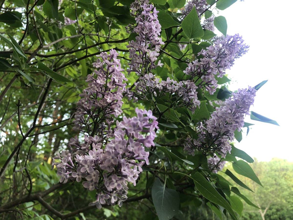 BHLevesque's tweet photo. Some Thursday morning #yardistry #flowers #gardening #landscaping #spring 🌞 🌸 #allium #hyacinth #lilac https://t.co/94gC8jzJzr