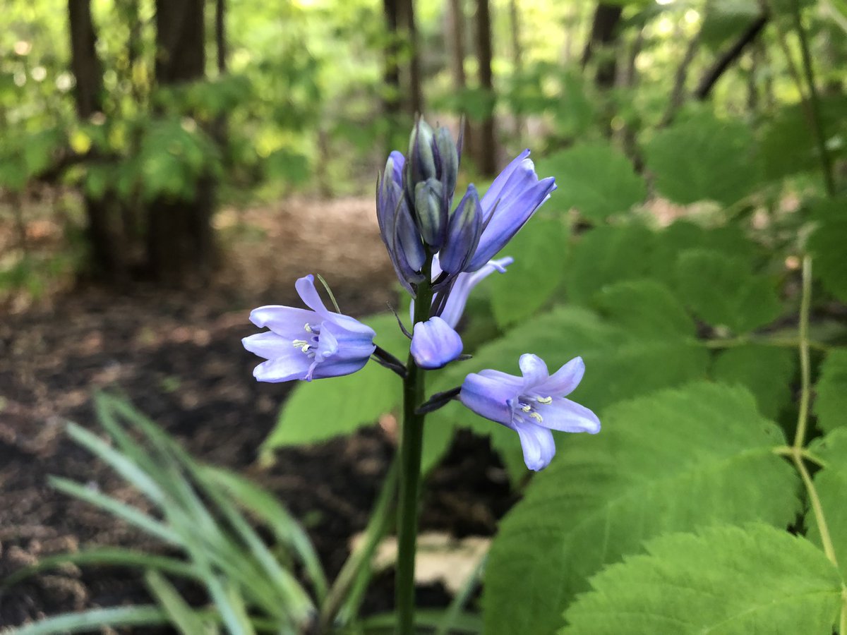 BHLevesque's tweet photo. Some Thursday morning #yardistry #flowers #gardening #landscaping #spring 🌞 🌸 #allium #hyacinth #lilac https://t.co/94gC8jzJzr