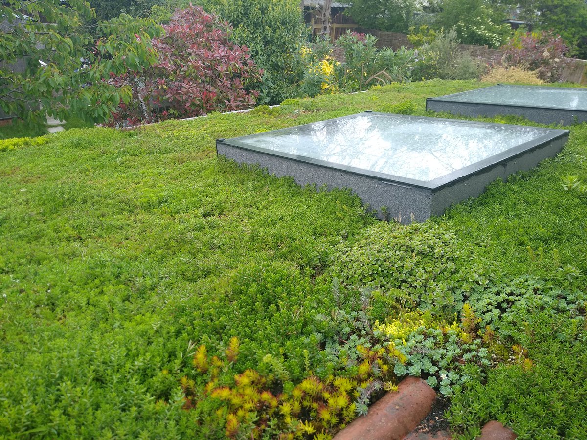 At least the #greenroof is happy with this weather
#sustainabledrainage #suds #runoff #greenroof #biodiversity