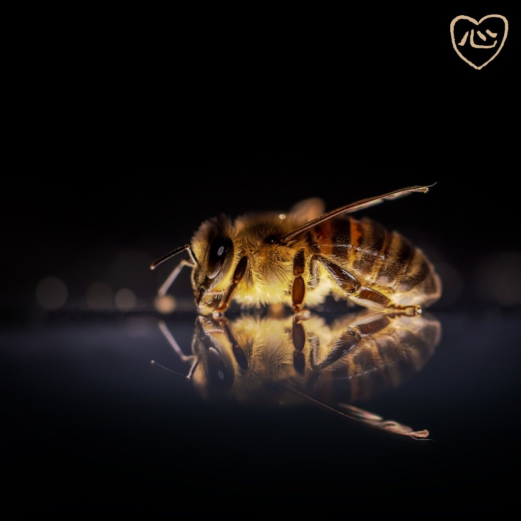 Happy World Bee Day!

Without these clever little pollinators, we would not be able to bring you our delicious gin, they play an integral part in providing not just the sansho berry, but all of our our botanicals.