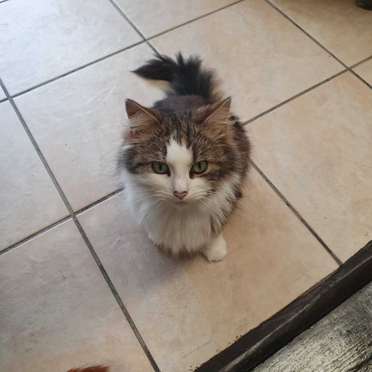 person_split's tweet image. Adventures today at the Bedford Kitty Cafe 🥰😍 so many cute rescued kitties &amp;lt;3

I'm gonna play some Monkey Island tonight when I get home &amp;lt;3 see you all tonight for some fun and games but for now - look at the cute kitties &amp;lt;3

buff.ly/2L6kjgr