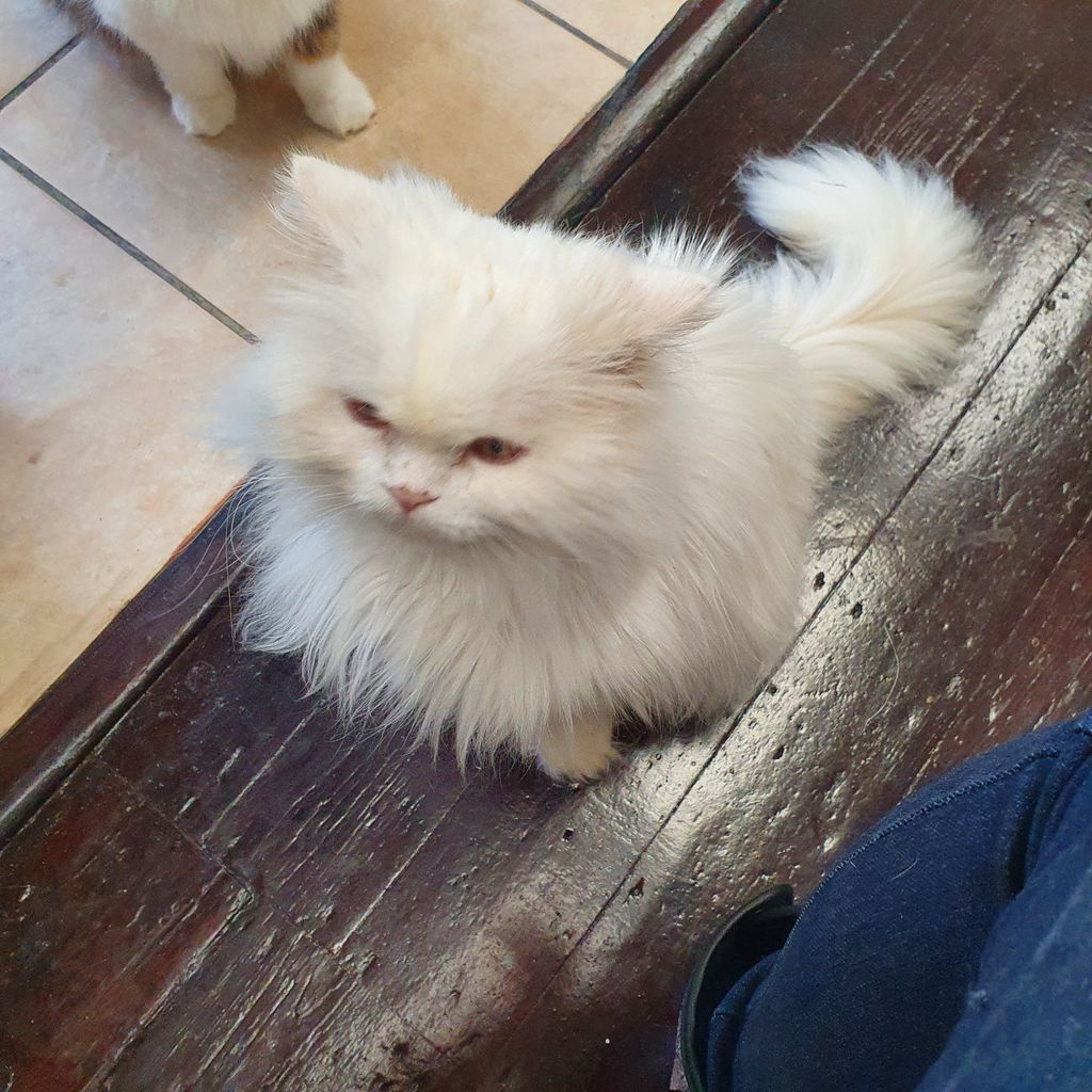 person_split's tweet image. Adventures today at the Bedford Kitty Cafe 🥰😍 so many cute rescued kitties &amp;lt;3

I'm gonna play some Monkey Island tonight when I get home &amp;lt;3 see you all tonight for some fun and games but for now - look at the cute kitties &amp;lt;3

buff.ly/2L6kjgr