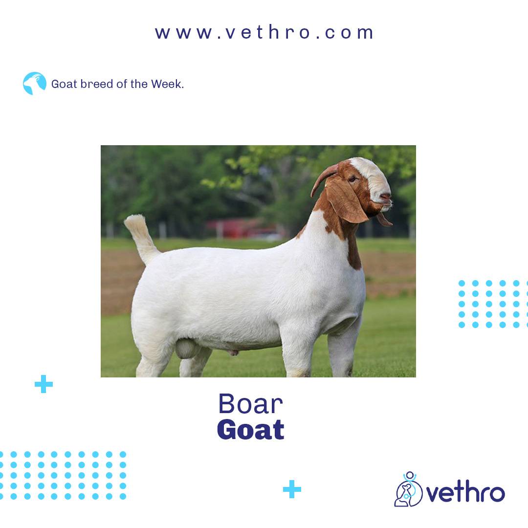 OfficialVethro's tweet photo. The Boer goat was probably bred from the indigenous South African goats kept by the Namaqua. 

Boer goats commonly have white bodies and distinctive brown heads. Some Boer goats can be completely brown or white or paint

#cryptocrash #boar #goats #vethro #vetsark #farm #animals https://t.co/OLAIfYVHX8