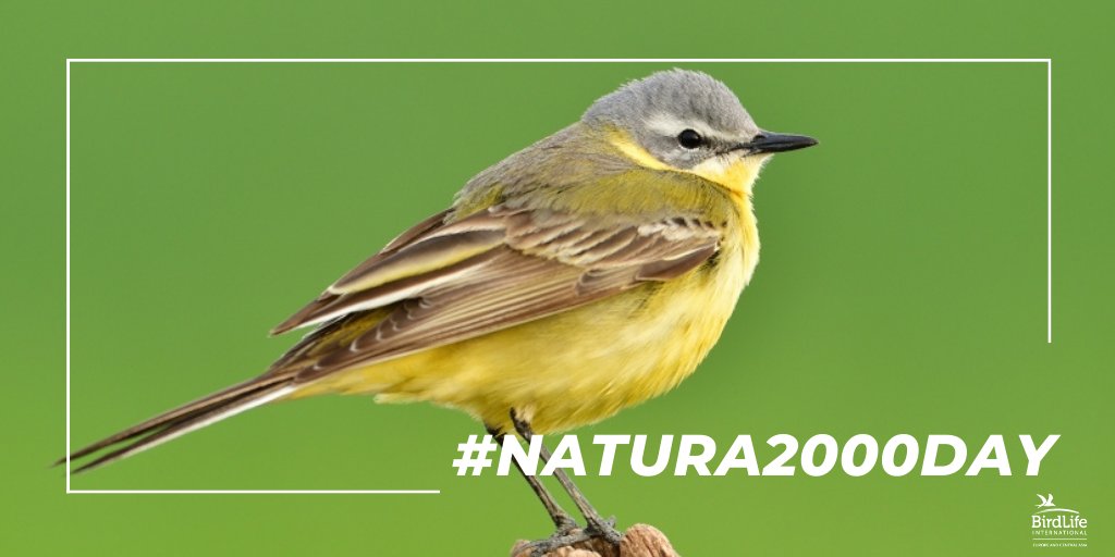 Happy #Natura2000Day! Here's what the world's largest network of protected areas needs for its birthday:

🛰️ Satellite data for to better enforce nature laws
🌳Large-scale nature restoration
🔗Higher connectivity between #Natura2000 sites

EU leaders, will you step up for nature?