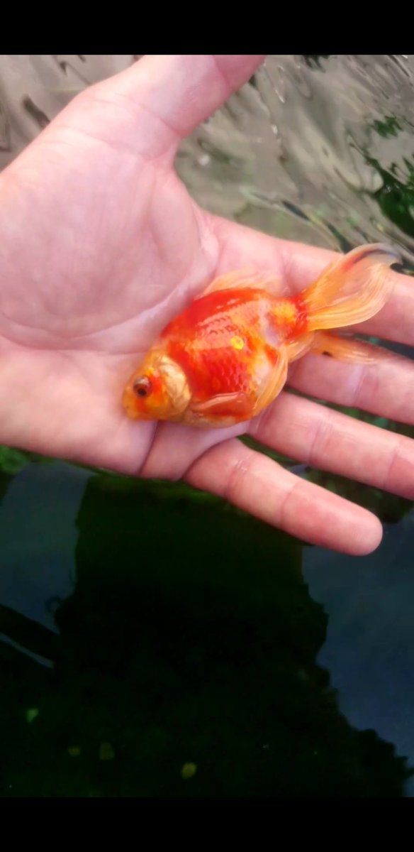 My two fan tails been in there outdoor tank a year and they've turned in to right little chunks