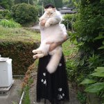 とにかくでかい猫!人間の子供のように大きく成長したハクちゃん