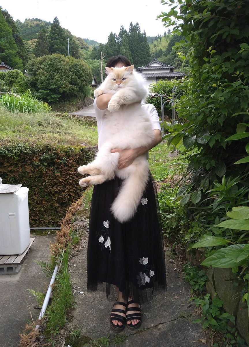 とにかくでかい猫！人間の子供のように大きく成長したハクちゃん