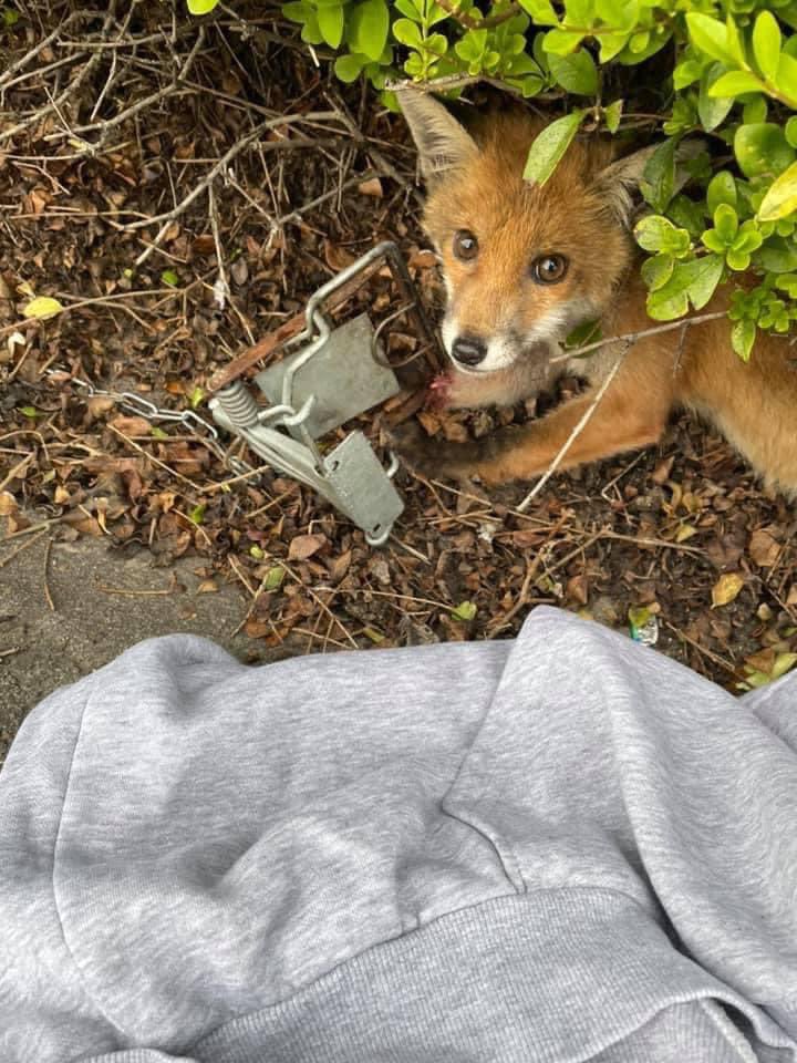 We were tagged in a facebook post by a friend of the person who found this poor cub caught in a Fenn trap. His mother probably had to leave him.
He was seen dragging this trap behind him as he bravely tried to find his way home. 
This happened in West Drayton.  @southlondonsabs