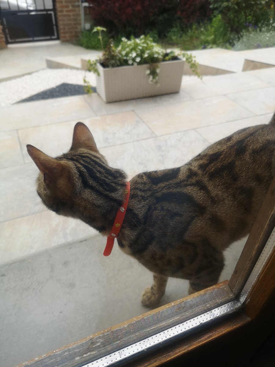 NathanielSpoons's tweet photo. Petit chat qui semble perdu du côté de la rue de 3eme DIM à Saint quentin. #chat #perdu #SaintQuentin https://t.co/mNlLZklXXC