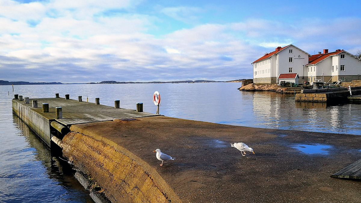 Time for a change of environment? We have a job opening in Lysekil.  "Researcher/Environmental assessment specialist in stock assessment and advice for fisheries management" Apply by June 6 
slu.se/en/about-slu/w…