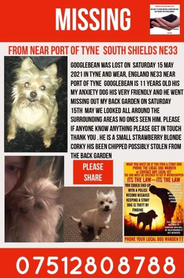 MissingPetsGB's tweet photo. 🐕 GOOGLEBEAN is an anxiety assisted dog who has been at his owners side for 11 years.
He was taken from his garden around 4pm on 15 May Nr Nearby port of Tyne authority Tyne dock South Shields Tyne &amp; Wear #NE33
He suffers from a medical condition https://t.co/NGZF2jdWLM https://t.co/Ed5PRmrE1j