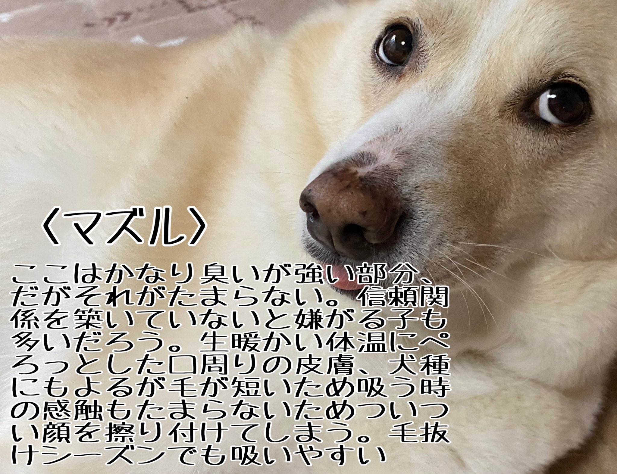 雑種犬マロンと拾い猫ハナ 犬吸い民のみなさん どこ派 私は足の付け根派 T Co Mntrmvpyhn Twitter