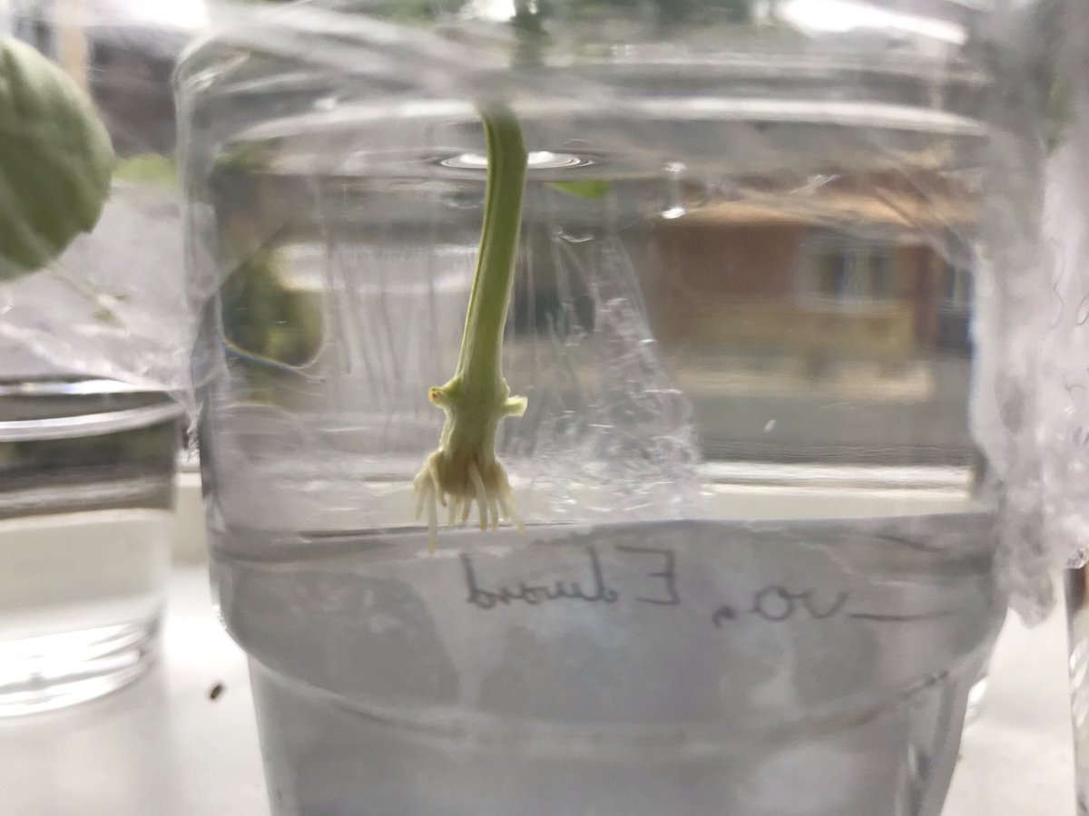 The basil roots are finally growing!