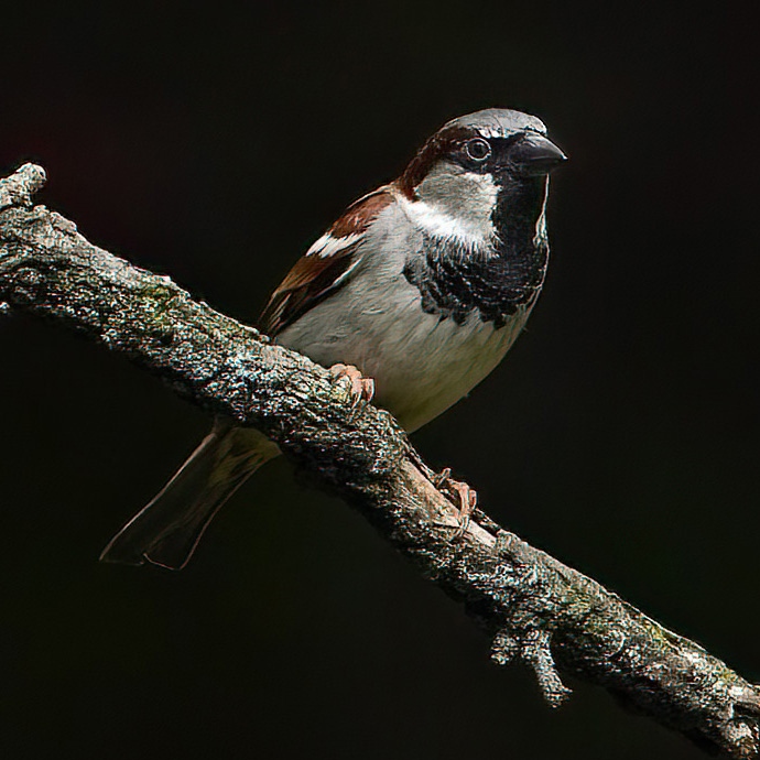 photo__workshop's tweet photo. A House Sparrow gets the fine art treatment. Strong natural front light with a distant dark background lets me create this image in camera. 

#birdphotography https://t.co/Ex45pNaNf6