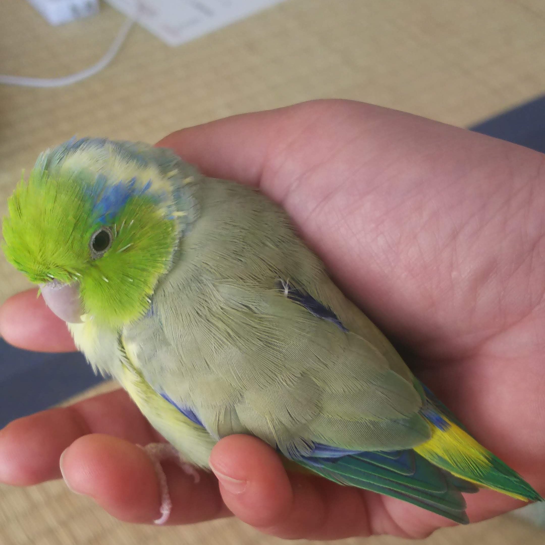 橘立夏 めーくんが迷子になってから 雨の日の度にちゃんと雨宿り出来てるかな と心配になる 保護されているならともかく ご飯食べ られてるかな 野良猫やカラスに殺られてないかなと常に不安なまま もうすぐ3カ月 諦めた方が早いと判っていても諦め