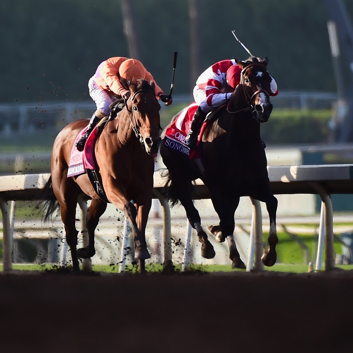 World Horse Racing tweet media