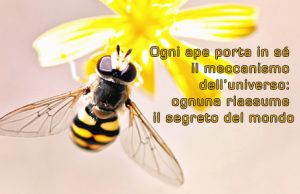 #giornatamondialedelleapi 
Rispetto per questa piccole creature indispensabili🐝🐝❤️❤️