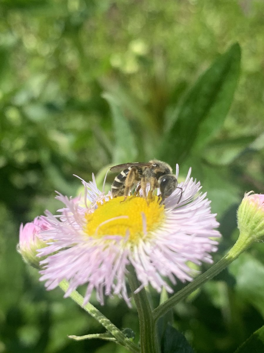 QCPollinators tweet picture