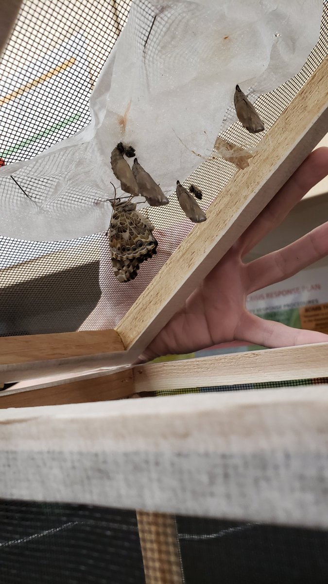 We have a butterfly!  Transformation has occurred!  What excitement at school this morning! <a href="/WCDSBNewswire/">WCDSB</a> <a href="/WCDSBFaith/">WCDSBFaith</a>