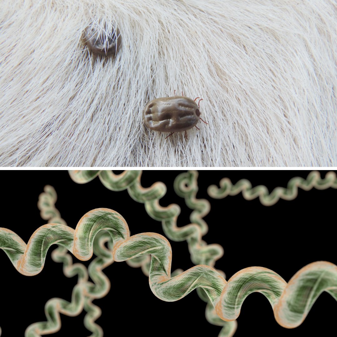 Tick awareness 🌿

[BLOG] Treatments for Lyme Disease in the Equine -  Read more > hubs.la/H0NLBpp0

#hiltonherbs #hiltonherbsuk #tickawareness
