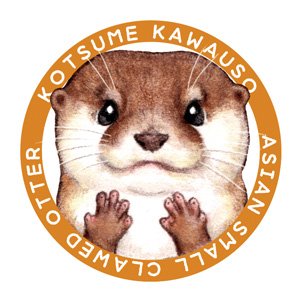 日本の動物園 水族館で会えるカワウソ4種と見分けポイント その コツメカワ 内藤惠 アトリエいたち雲 のイラスト