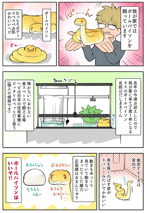 ボールパイソンの飼育開始から約一年経った記念にボールパイソンはいいぞという漫画を描きました 