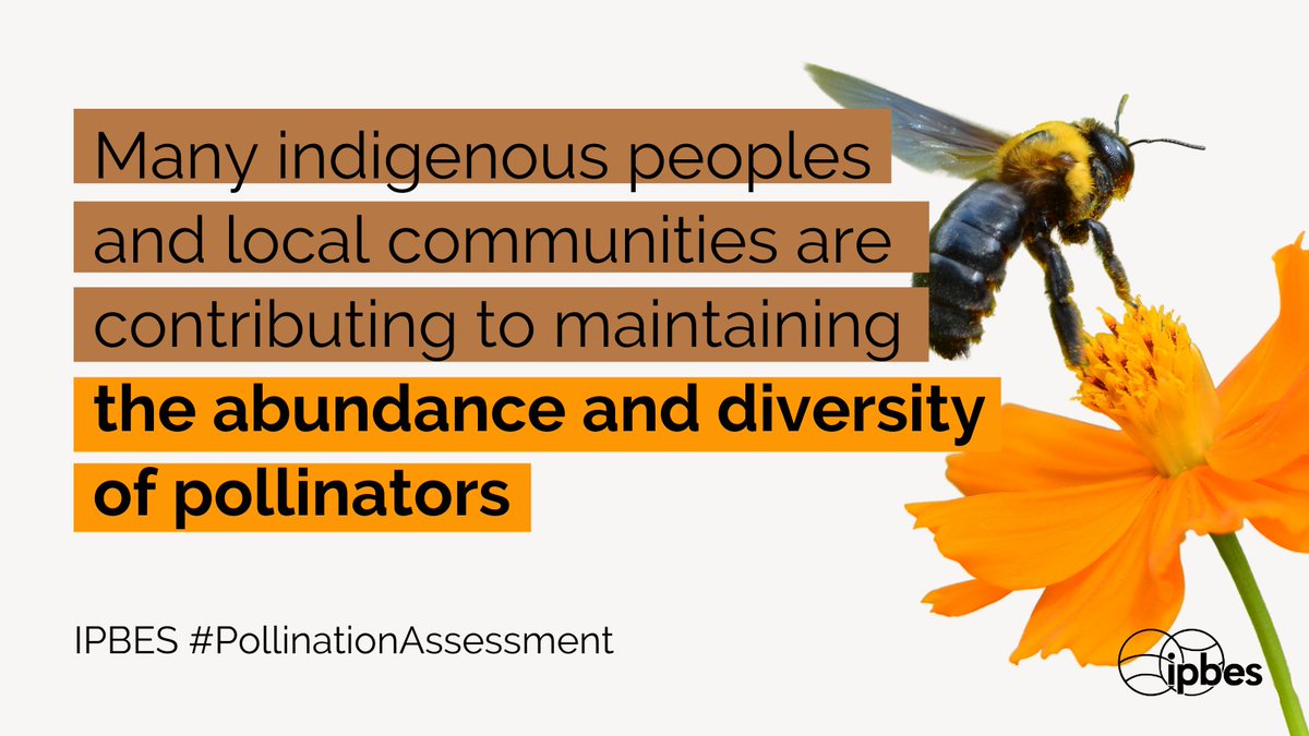 Around the world, the work of #indigenous peoples and local communities support the #pollinators we all depend on.

The @IPBES #PollinationAssessment shows their practices can be a source of solutions for pollinator declines.

Learn more for #WorldBeeDay: bit.ly/2SQbLOz