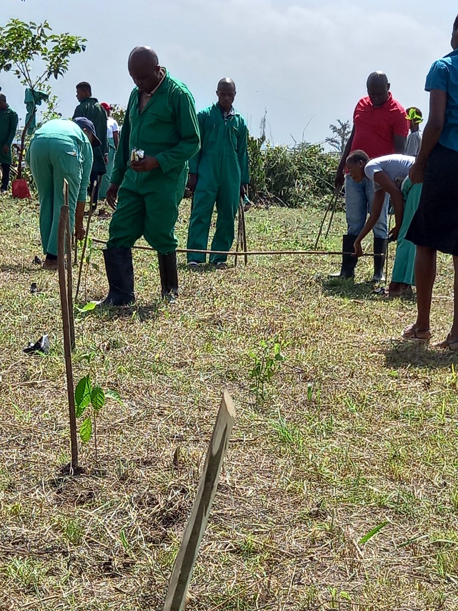 TreeRevivalTeam's tweet photo. We all have a role to play in the #conservation of the #forestecosystem
This is what we seek to achieve through the #MemorialForestProject
Thank you all for the synergy @onetreeplanted @CWatsonICRAF and Forestry Department of University of Port Harcourt
#RestoreOurEarth https://t.co/tH7aFqDHIG