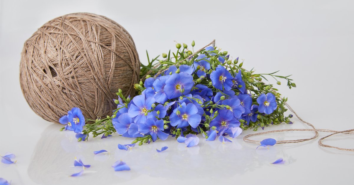 SalonsZenetBio's tweet photo. 💡 Saviez-vous que le #lin est l’une des matières #textiles les plus anciennes au #monde ? C’est aussi une #matière très #écologique : cultivée #localement, peu gourmande lors de sa #production, sa #fibre est très #isolante. 
Bref, le lin a tout bon ! https://t.co/Erbknow8IN https://t.co/IfZzmiuIZC