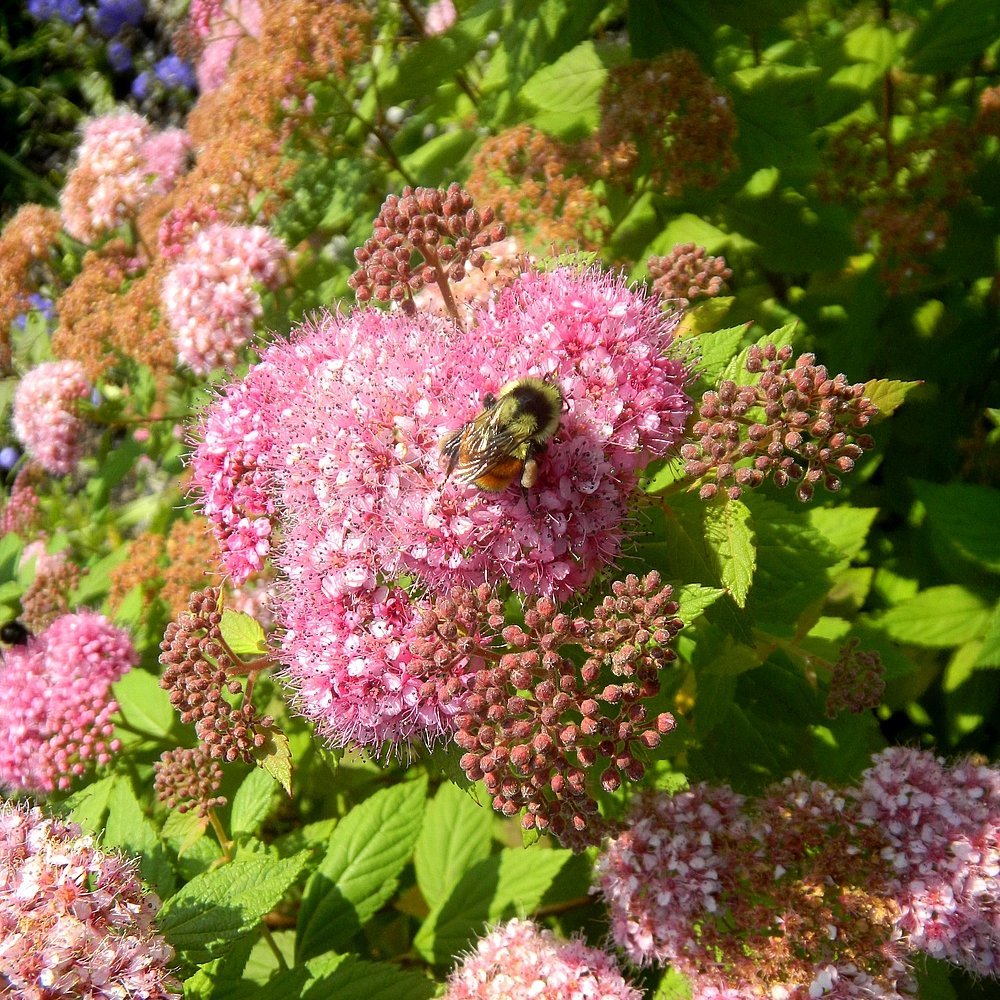 friendsTBcon's tweet photo. Happy #WorldBeeDay!
Award winning gardens surround #ThunderBay's Centennial Botanical Conservatory, loved by bees, butterflies and people alike. There's even a pollinators garden and an apiary onsite.
#TBayLovin #pollinators #bees #biodiversity #TBay #CleanGreenAndBeautiful https://t.co/FNy6R87u8i