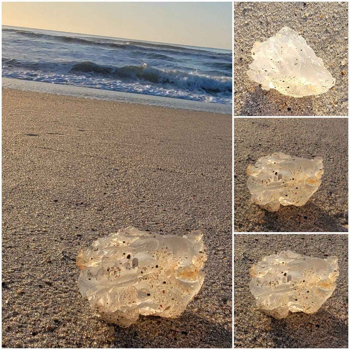 Anyone know what this is? 

It was solid but squishy ... consistency of very stiff jello maybe. Translucent. #patrolfinds #PISTP #SeaTurtlePatrol